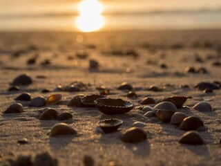 Vakantiepark Dishoek Omgeving 23