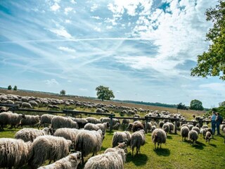 Vakantiepark Dwingeloo Omgeving 24