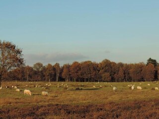Parc de vacances Dwingeloo Environnement 32