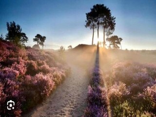 Vakantiepark Dwingeloo Omgeving 12