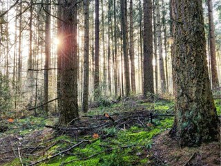 Vakantiepark Dwingeloo Omgeving 7