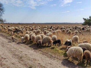 Ferienpark Dwingeloo Umgebung 20