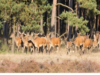 Ferienpark Epe Umgebung 18