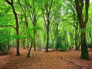 Vakantiepark Epe Omgeving 16