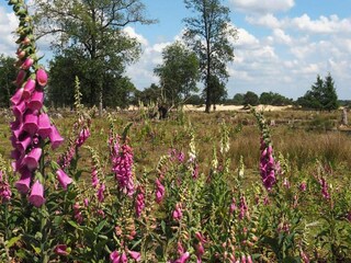 Vakantiepark Appelscha Omgeving 15