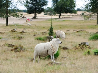 Ferienpark Appelscha Umgebung 20