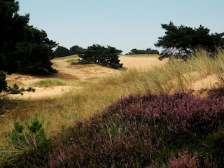 Vakantiepark Appelscha Omgeving 21