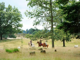 Vakantiepark Appelscha Omgeving 23