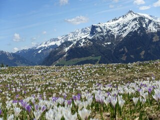Maison de vacances Hippach Environnement 28