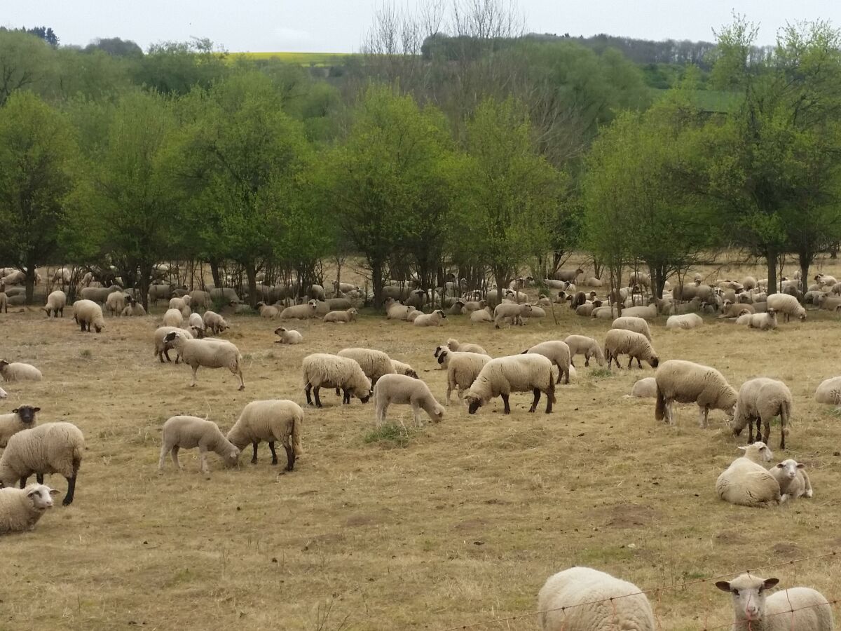 Schafe in der Eifel