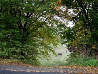 Appartement Kerpen (Eifel) Omgeving 28
