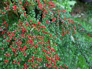 Apartment Kerpen (Eifel) Environment 30