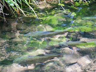 Appartement Dabo Enregistrement extérieur 3