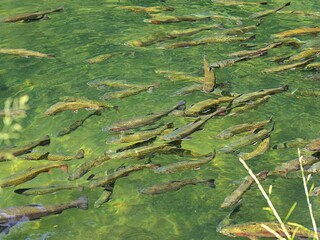 Appartamento Dabo Ambiente 22