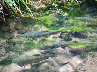 Appartamento Dabo Ambiente 20