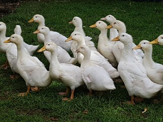 Ab Juli haben wir auch Enten