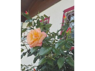 Appartamento per vacanze Krimml Registrazione all'aperto 3