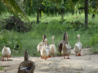 Casa per le vacanze Batlug Ambiente 34