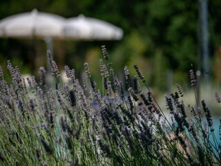 Casa per le vacanze Riccio  38