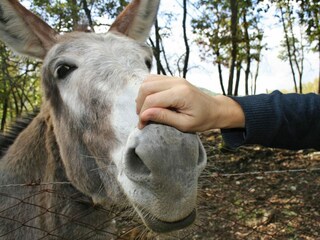 Ferienpark Chiusdino Außenaufnahme 7
