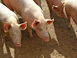 Holiday park Chiusdino Outdoor Recording 8