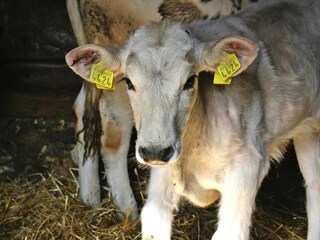 Vakantiepark Chiusdino Buitenaudio-opname 11