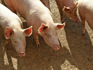 Vakantiepark Chiusdino Buitenaudio-opname 6