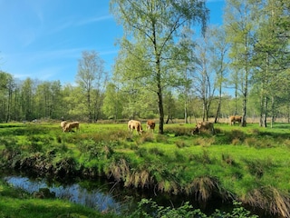 Vakantiehuis Balk Omgeving 34