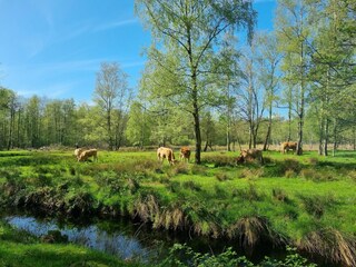 Vakantiehuis Balk Omgeving 32