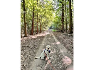 Appartamento per vacanze Binz Ambiente 25