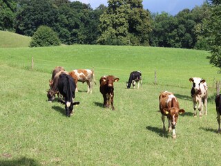 Appartamento per vacanze Bad Reichenhall Ambiente 17