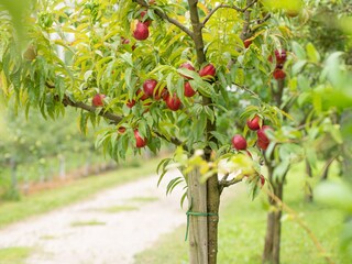 Appartamento per vacanze Gargazon Registrazione all'aperto 15