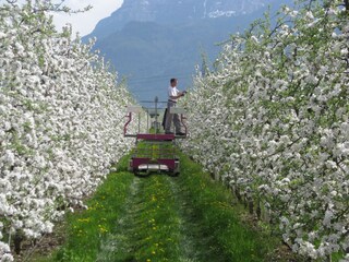 Appartamento per vacanze Gargazon Registrazione all'aperto 10