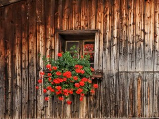 Fenster mit Blumen