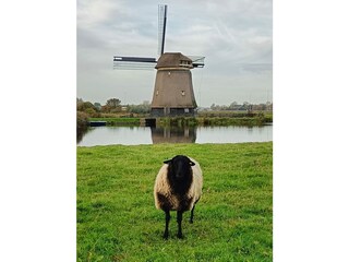 Casa per le vacanze Medemblik Ambiente 38