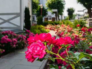 Liebevoll angelegter Garten