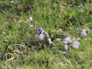 Nestbau im Garten