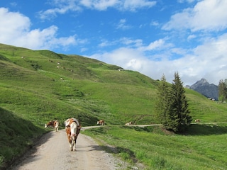 Gegenverkehr auf dem Wanderweg