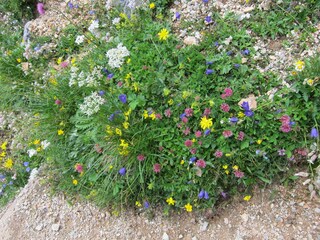 mehr Wildblumen geht nicht