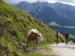 Kaiserwinkl-Koessen-Tirol-Kuh-Sommer-Urlaub-Aussicht