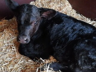 Angusrinder m. Kälbern