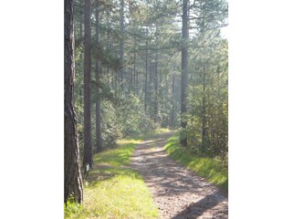 Bergen Wald