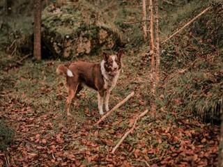 Apartment Saalfelden  36