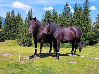 Apartment Saalfelden Umgebung 27