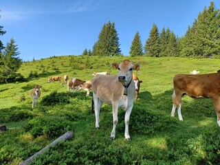 Appartamento Saalfelden Ambiente 19