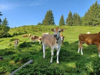 Appartamento Saalfelden Ambiente 27