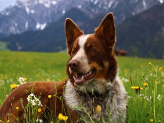 Apartamento Saalfelden Entorno 22