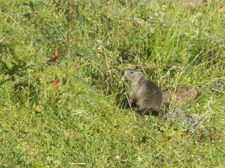 Appartamento Piesendorf Ambiente 29