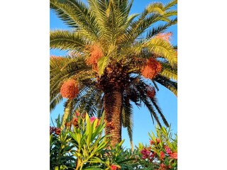 Casa per le vacanze Els Poblets Registrazione all'aperto 5