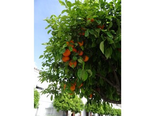 Casa per le vacanze Els Poblets Ambiente 28